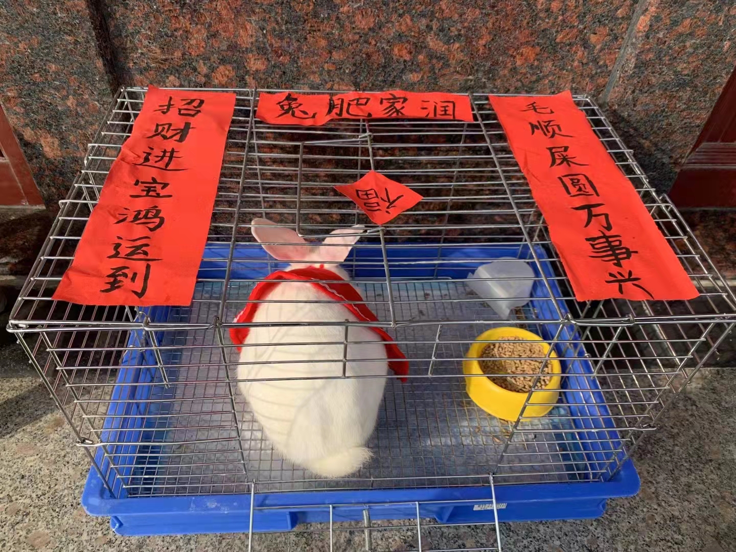 小兔過新年 曾前英.jpg